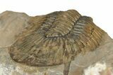 Platyscutellum Trilobite Fossil - Atchana, Morocco #249919-4